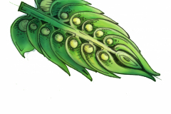 fuul hop