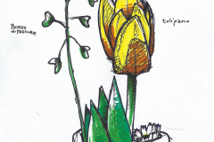sketch-tulipano